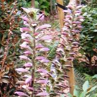 Acanthus spinosus, or Bear's Breeches, will grow in sandy soil