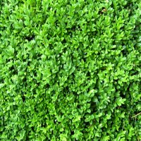 Choosing Shrubs for Container Gardening, Buxus sempervirens, Common Box
