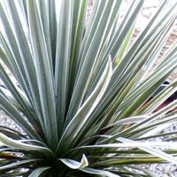 Spiky Plants for Container Gardening, Cordyline australis, Cabbage Palm