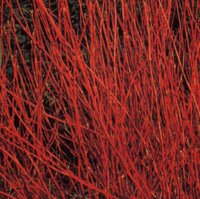 Shrubs for Clay Soil, Cornus alba Sibirica, Red-barked Dogwood