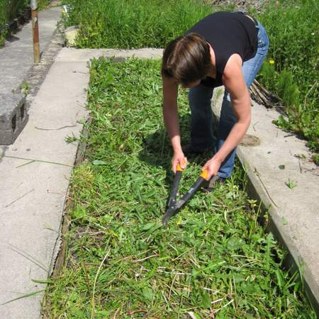 Preparing a no dig garden bed - cutting down weeds