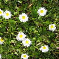 Controlling Lawn Weeds, English Daisy