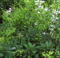 Euphorbia amygdaloides var robbiae, Wood Spurge, Mrs Robb's Bonnet
