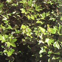Container Plants, Fatshedera lizei, Tree Ivy