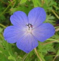 Perennials for Partial Shade, Geranium Johnson's Blue, Cranesbill