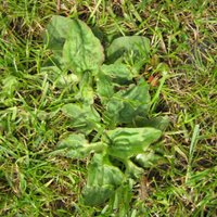 Controlling Lawn Weeds, Broadleaf Or Greater Plantain