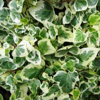 Hedera helix Caecilia, Common or English Ivy, will grow in sandy soils