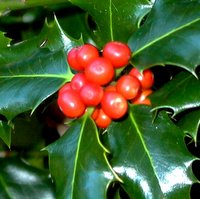 Evergreen  Trees for Shade, Ilex aquifolium, English Holly, Common Holly