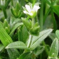 Controlling Lawn Weeds, Mouse-Eared Chickweed