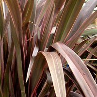 Phormium tenax, New Zealand Flax
