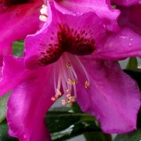 Rhododendron Purple Splendour