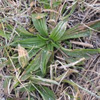 Controlling Lawn Weeds, Ribwort, Buckhorn Plantain