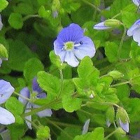 Controlling Lawn Weeds, Slender Speedwell
