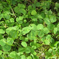 Controlling Lawn Weeds, White Clover