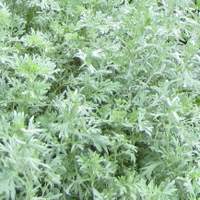 Perennials for sandy soil, Artemisia absinthium Lambrook Silver