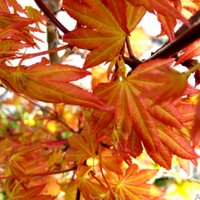 Acer palmatum Sango-kaku, Japanese Coral Bark Maple