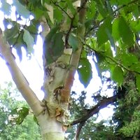 Betula pendula, Silver Birch