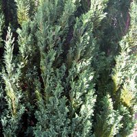 Good Trees for Containers, Chamaecyparis lawsoniana Chilworth Silver, Lawson Cypress