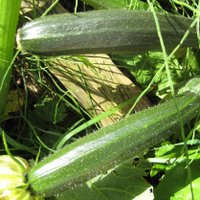 Easy Vegetables, Courgettes, Zucchini