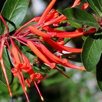 Trees For Acid Soil, Embothrium coccineum, Flame Flower, Chilean Fire Thorn