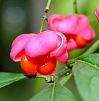 Plants for Chalk Soil, Euonymus europaeus Red Cascade, Spindle Bush
