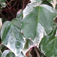 Hedera colchica Dentata Variegata, Persian Ivy