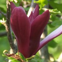 Magnolia liliiflora Nigra, Lily Flowered Magnolia