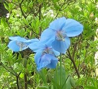 Perennials For Acid Soil, Meconopsis betonicifolia, Tibetan Blue Poppy