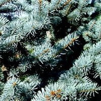 Acid Loving Conifers, Picea pungens Koster, Koster's Blue Spruce