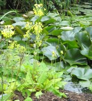 Plants for Clay, Primula florindae, Giant Cowslip, Tibetan Cowslip