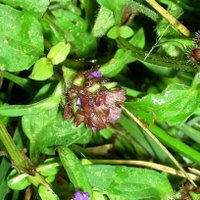 Controlling Lawn Weeds, Self Heal, Heal All