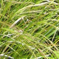 Grasses for Containers, Stipa tenuissima, Mexican Feather Grass