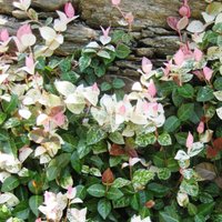 Trachelospermum Tricolor, the Variegated Star Jasmine, is a good climbing plant for sand