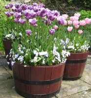 Wooden Barrel with Spring Bulbs