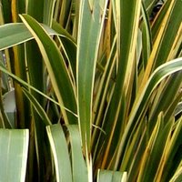 Container Plants, Yucca, Needle Palm